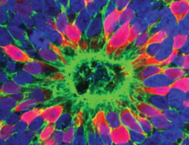 Organoids differentiated for 60 days.