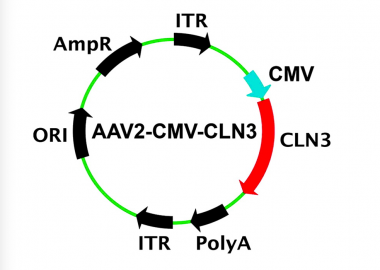 AAV2-CLN3 Gene Therapy Structure