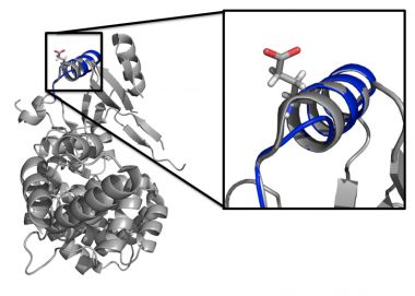 Three-dimensional structure of TRNT1, with overlay in blue showing the predicted structure in the presence of the Glu43 deletion.