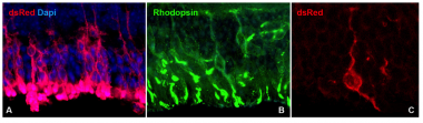Transplantation of Adult Red fluorescent-iPSC derived photoreceptor precursor cells induces retinal outer nuclear layer repopulation.